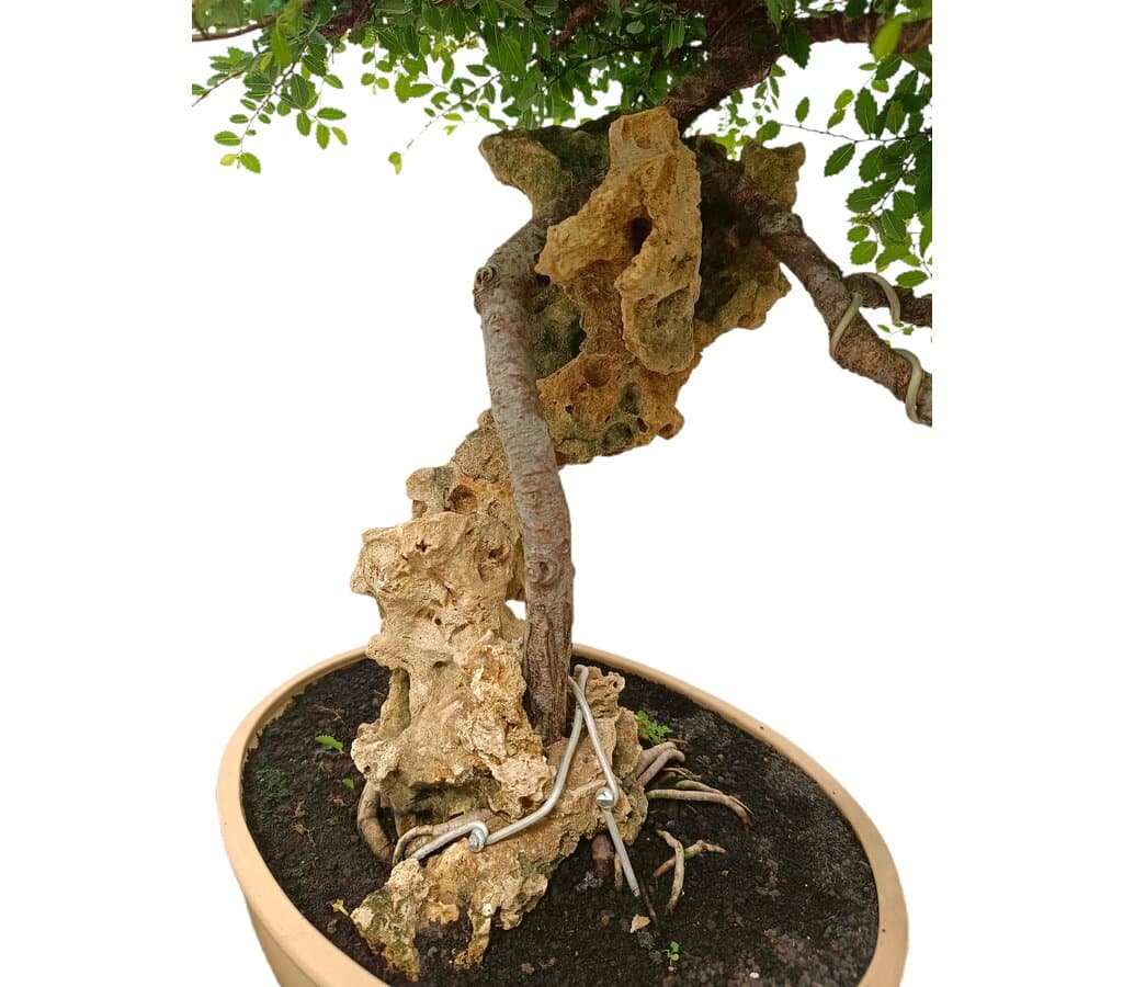 Bonsái Zelkova Parvifolia Roca 35 Años (olmo Japonés)