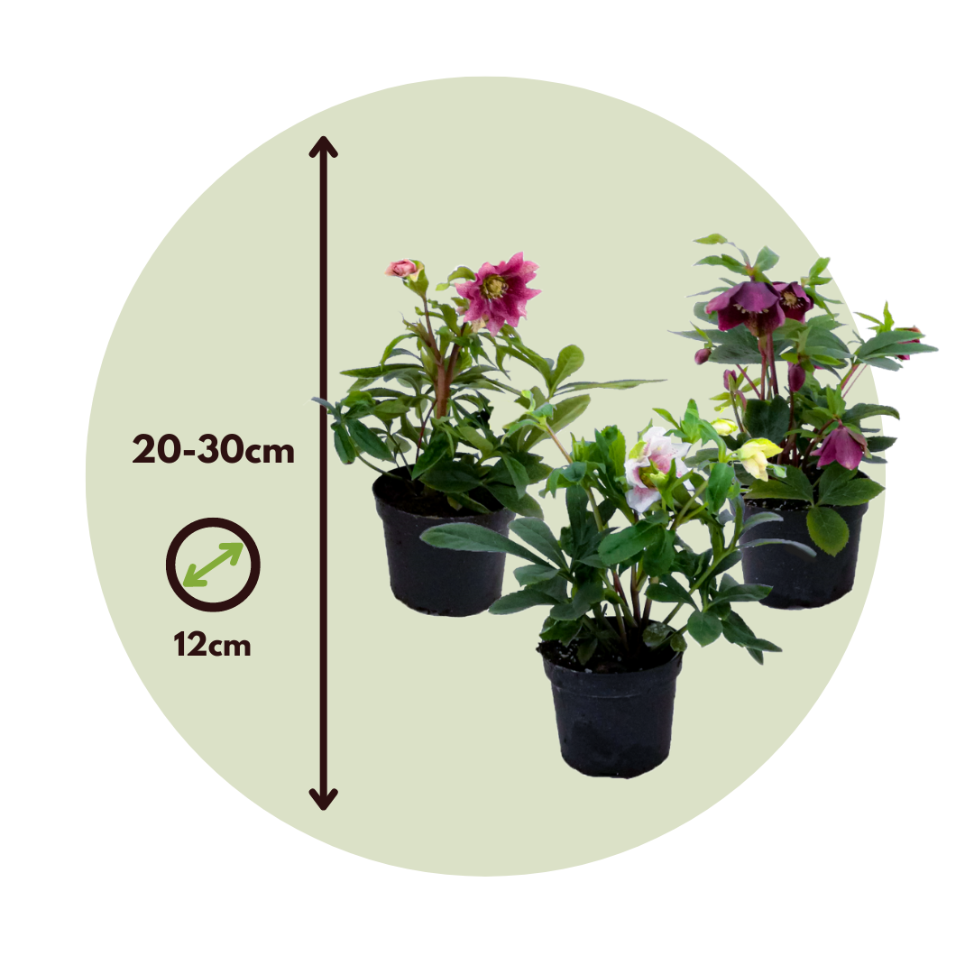 Eléboro - 3 Pzs - Helleborus Orientalis - Altura 20-30cm - ⌀12cm_2