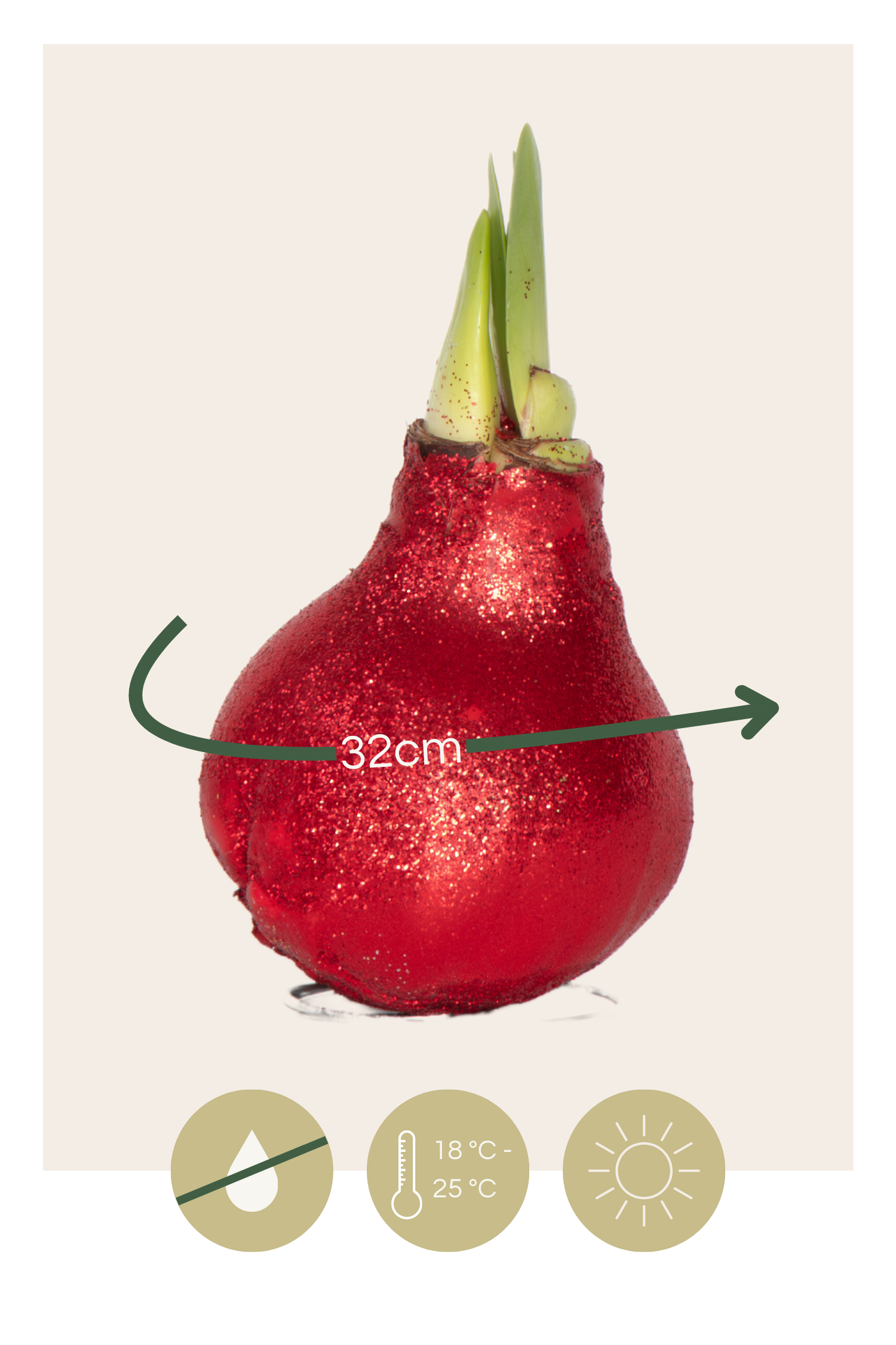 Amarilis - 3 Pzs - Hippeastrum 'glitter Mix' - Bulbo De Flor - Rojo