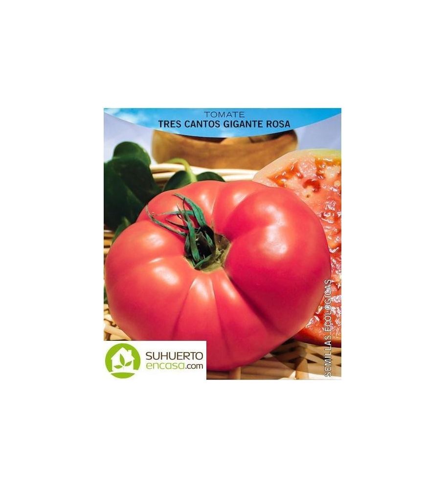 Plantón Tomate Tres Cantos Gigante Rosa (10 Unidades)_0
