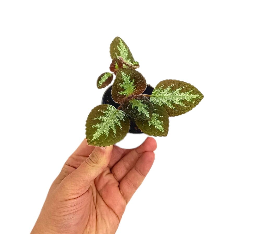 Episcia Silver Shield M6_0