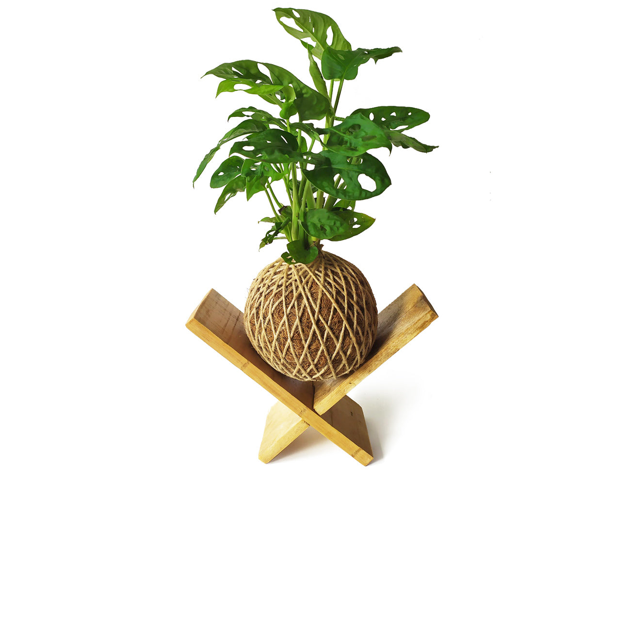 Kokedama Monstera Adasonii / Kokedamus / Planta Interior - Decoración Del Hogar - Planta Natural - Elaboración Artesanal_1