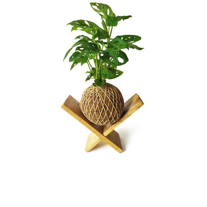 Kokedama Monstera Adasonii / Kokedamus / Planta Interior - Decoración Del Hogar - Planta Natural - Elaboración Artesanal_1