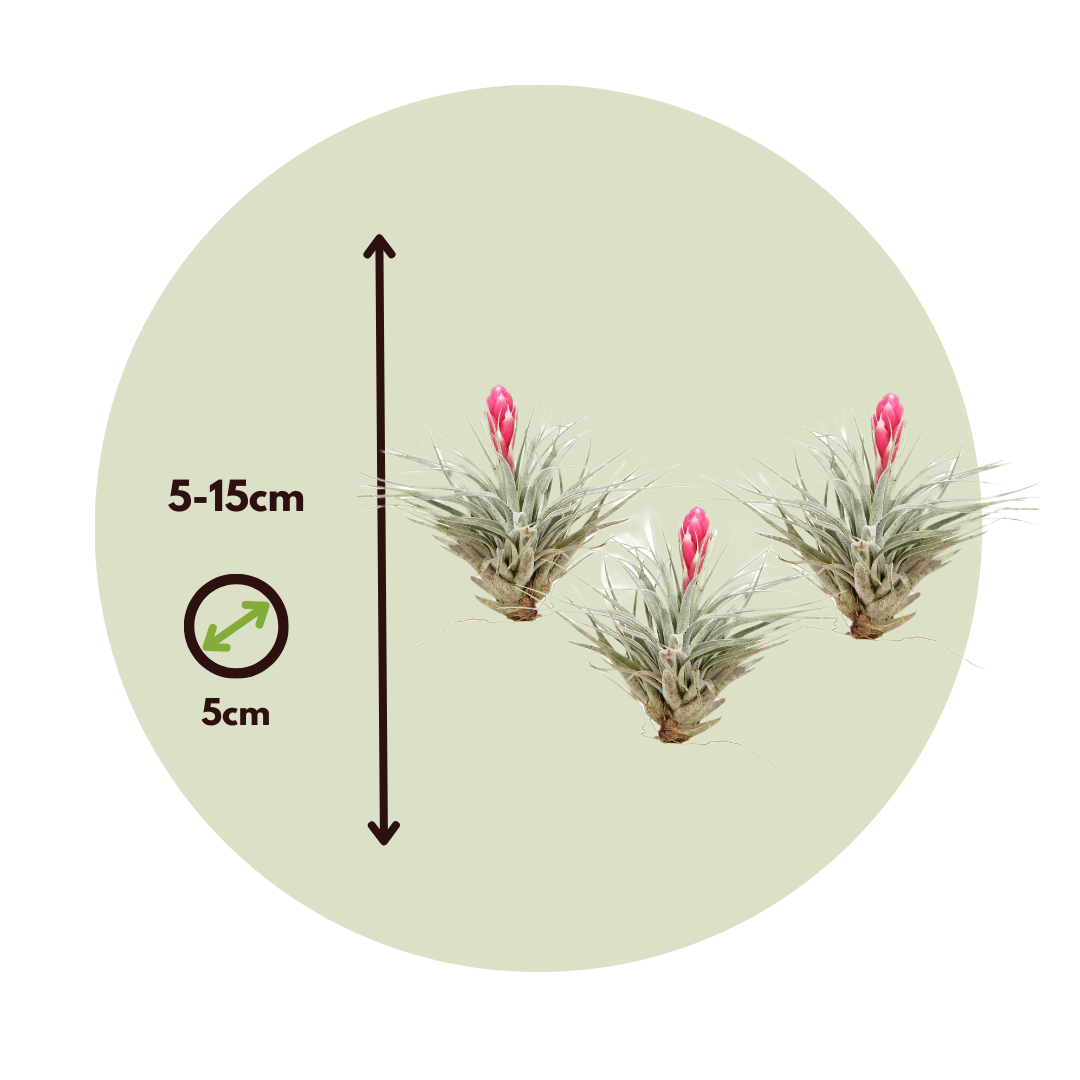 Claveles De Aire - 3 Pzs - Tillandsia 'cotton Candy' - Altura 5-15cm - ⌀5cm_2