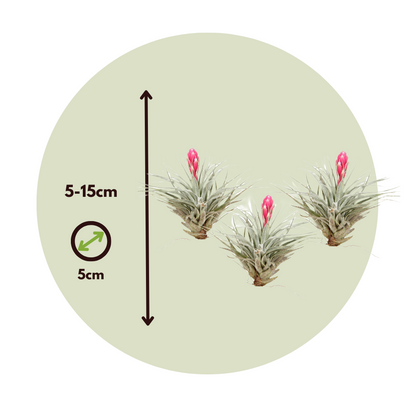 Claveles De Aire - 3 Pzs - Tillandsia 'cotton Candy' - Altura 5-15cm - ⌀5cm_2