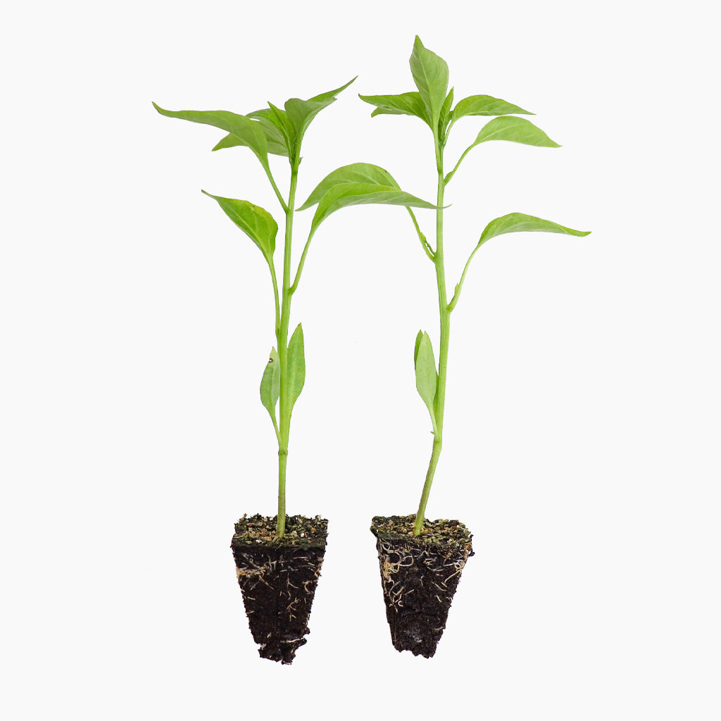 Plantón Pimiento Del Padrón Dulce 2 Unidades - Plantabo_0