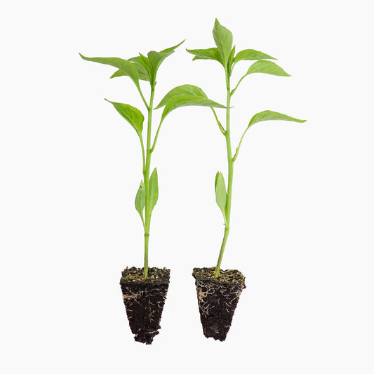 Plantón Pimiento Del Padrón Dulce 2 Unidades - Plantabo_0