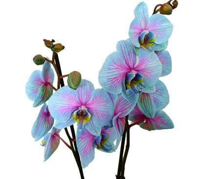 Phalaenopsis Wonder Nature M12 70cm_1