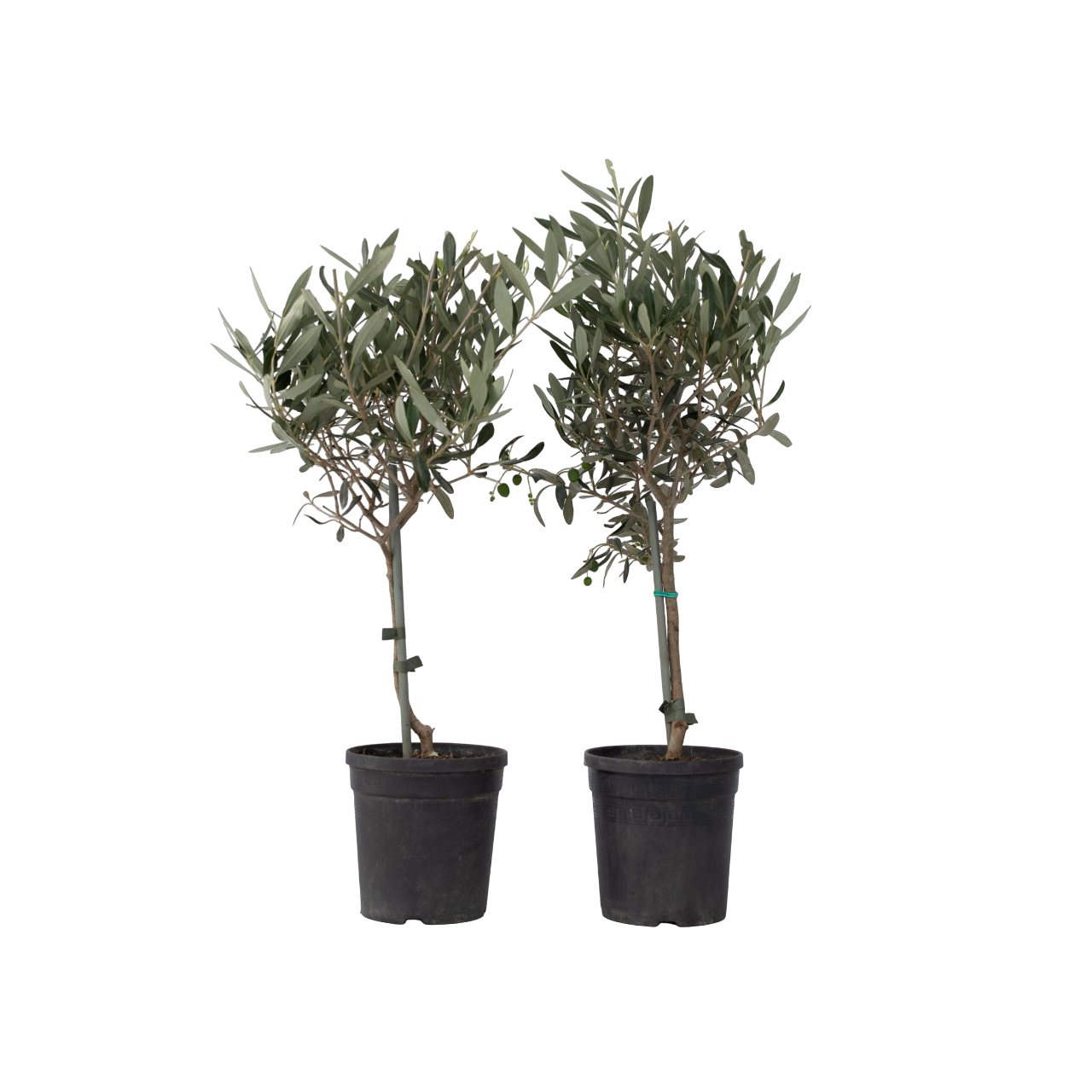 Olivo - 2 Pzs - Olea Europaea - Altura 50-60cm - ⌀14cm_0