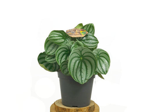 Peperomia Argyreia Watherlemon M17 35cm_0