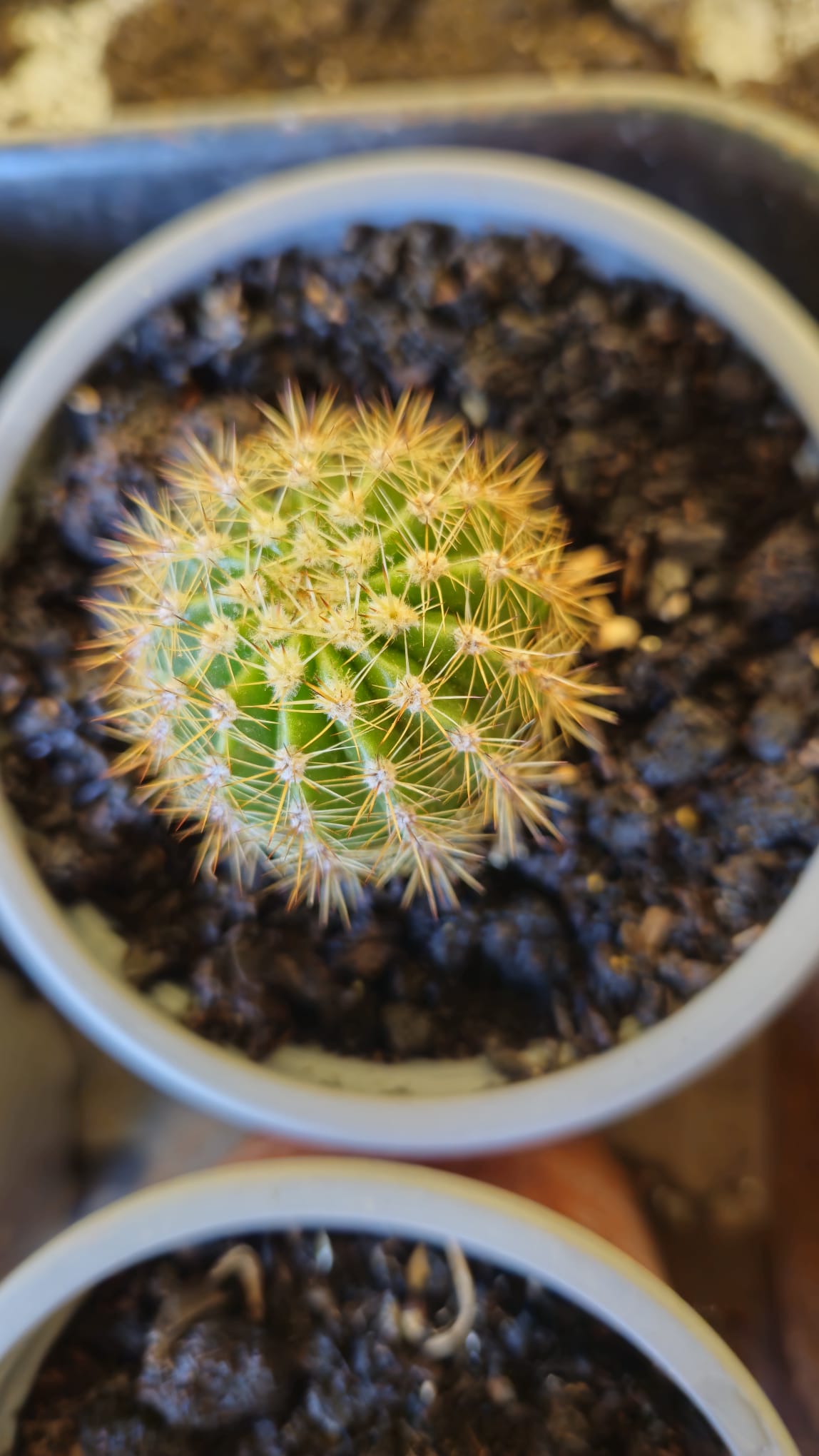Cactus Echinopsis Oxygona (cactus Erizo Americano). Maceta Pequeña (7cm)._1