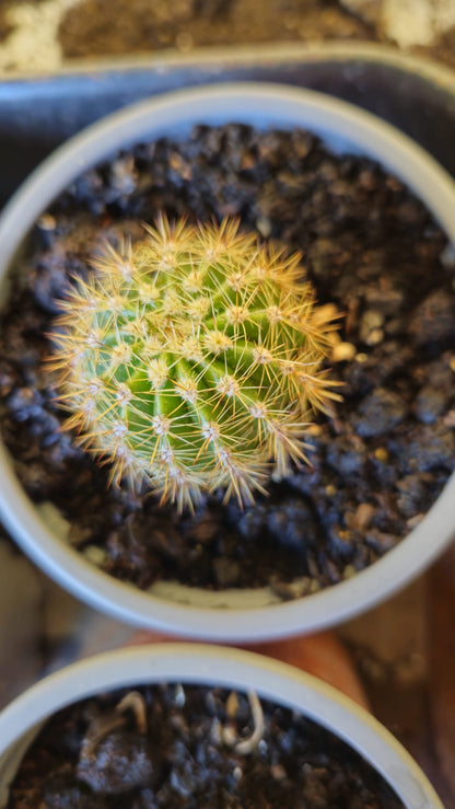 Cactus Echinopsis Oxygona (cactus Erizo Americano). Maceta Pequeña (7cm)._1