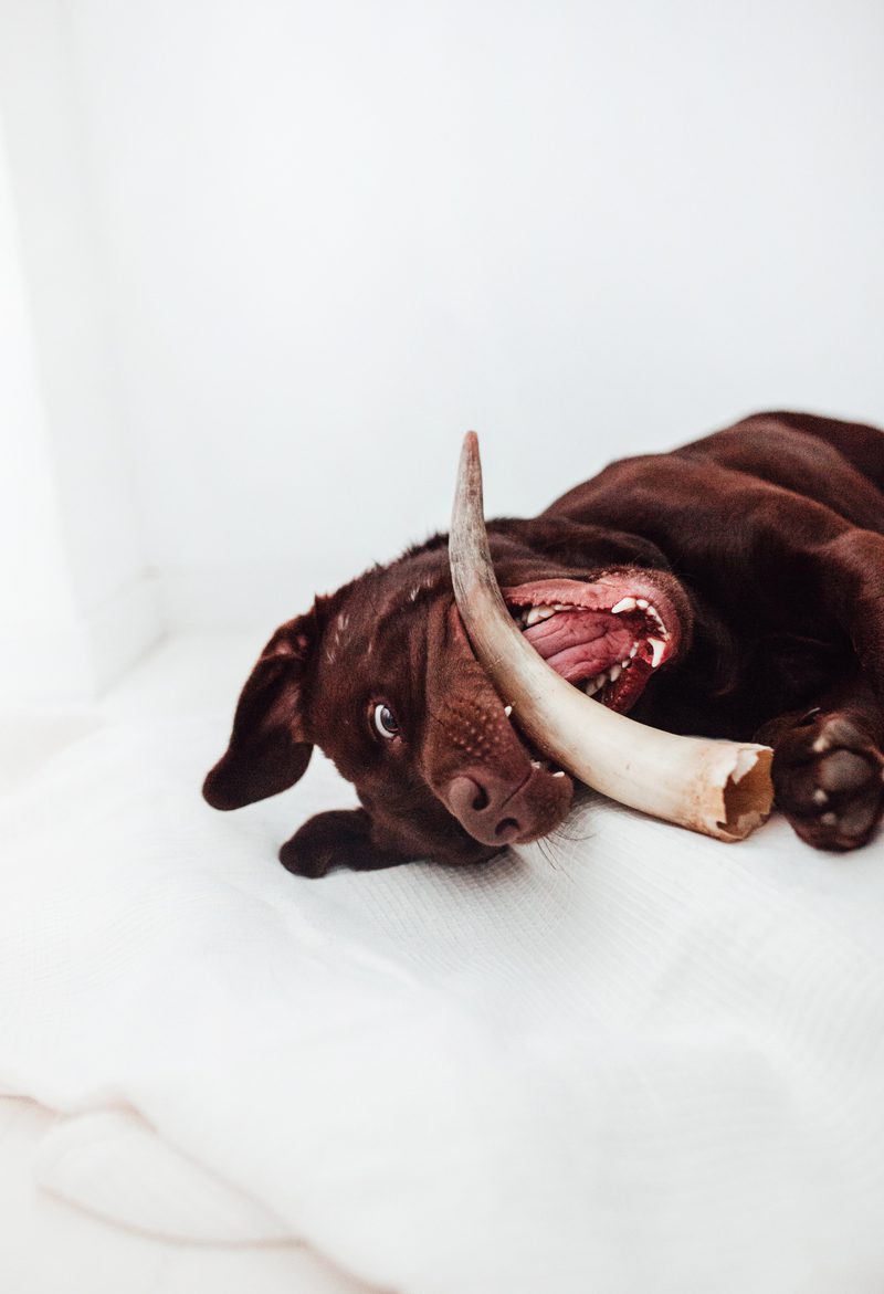 Bimorbox Mediana · Pack Snacks Y Juguetes Naturales Para Perros.