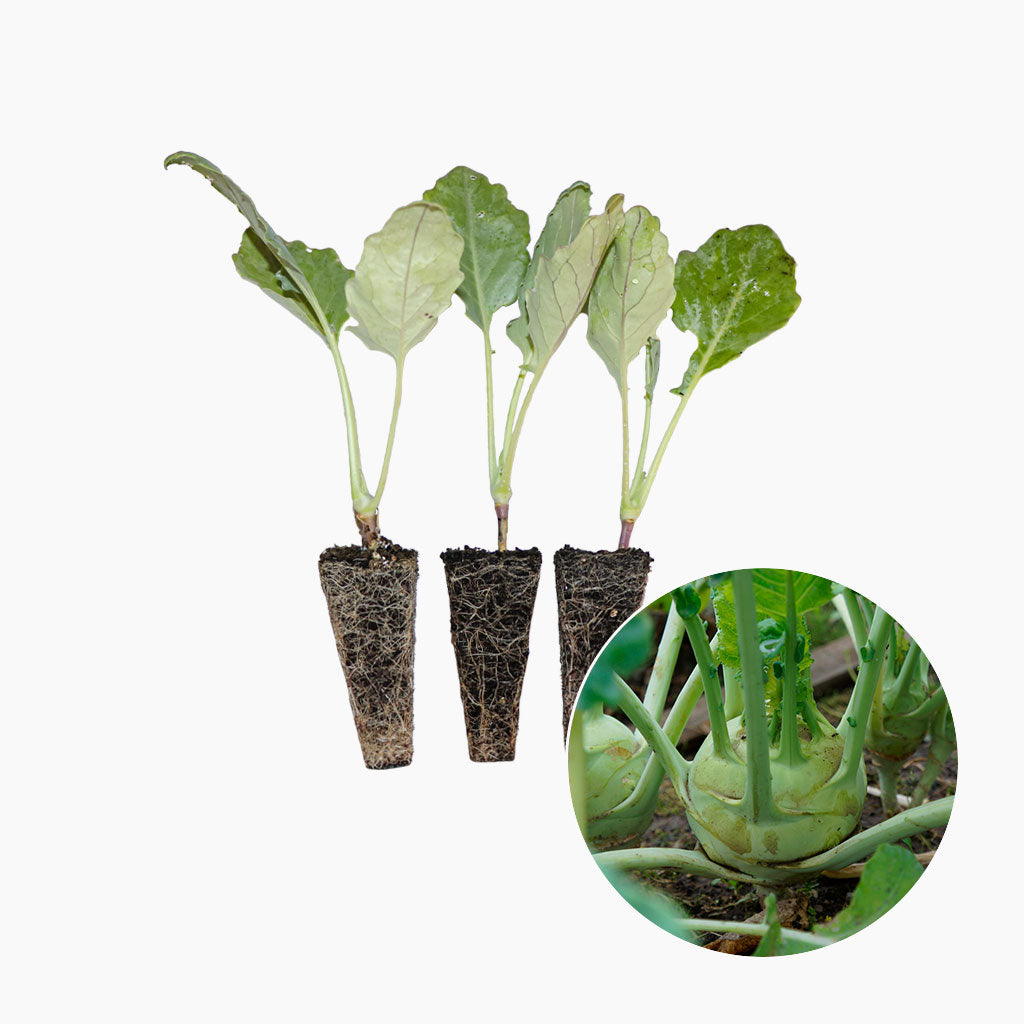 Plantón Colinabo Verde 10 Unidades - PlantaBo_0