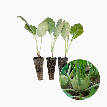 Plantón Colinabo Verde 10 Unidades - PlantaBo_0