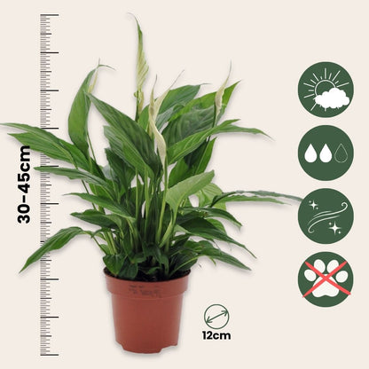 Lirio De La Paz - 4 Pzs - Spathiphyllum 'torelli' - Altura 30-45cm - ⌀12cm_2