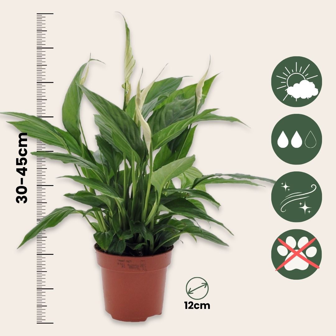 Lirio De La Paz - 2 Pzs - Spathiphyllum 'torelli' - Altura 30-45cm - ⌀12cm