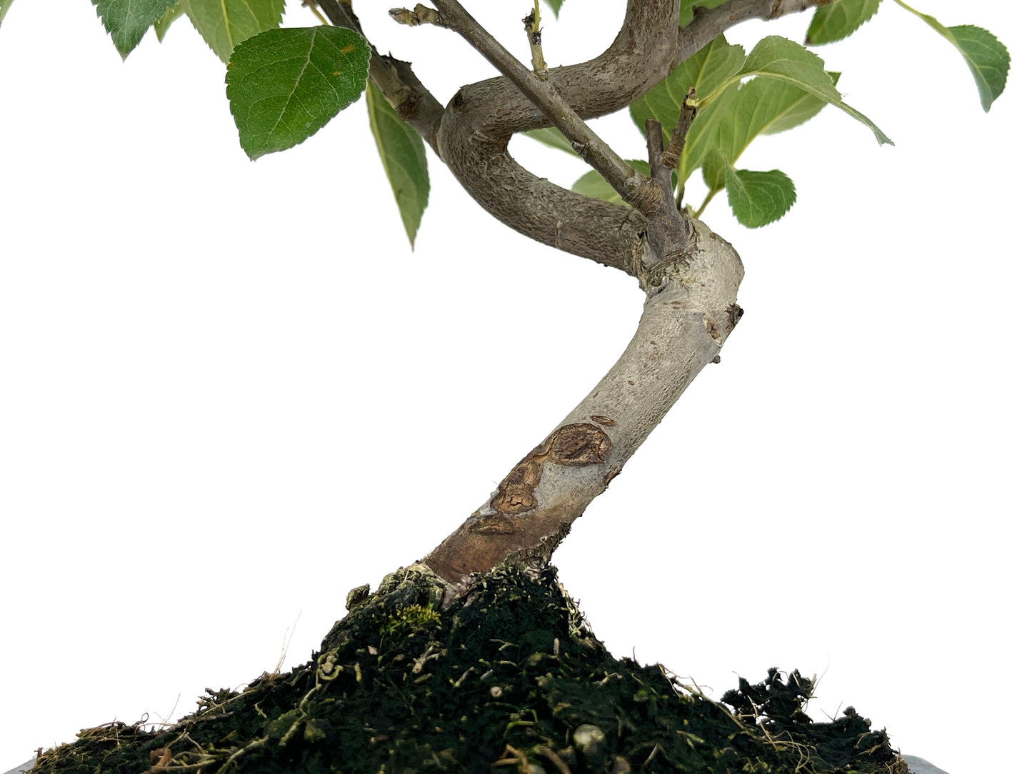 Bonsái Malus – Manzano 7 Años