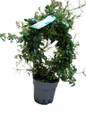 Jasmin Polytanthum Rosa Planta De Flor Ø12 Jazmin