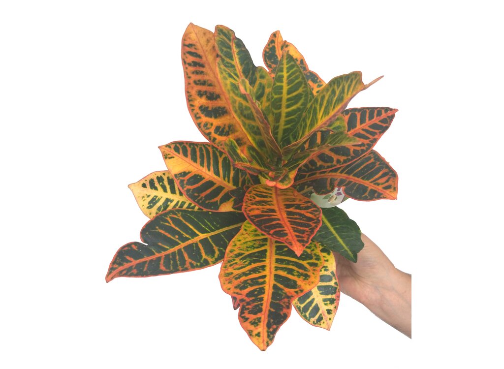 Croton Variegata M17 30cm_1