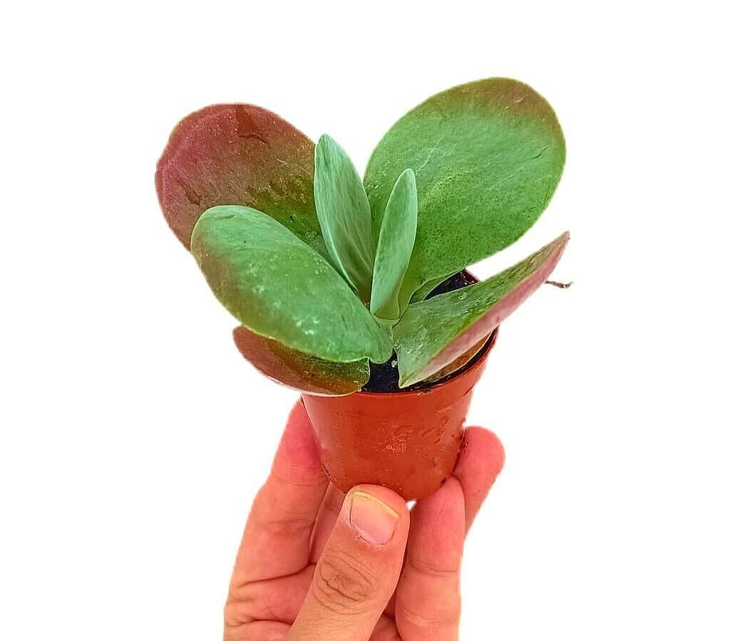Kalanchoe Thyrsiflora M6_0