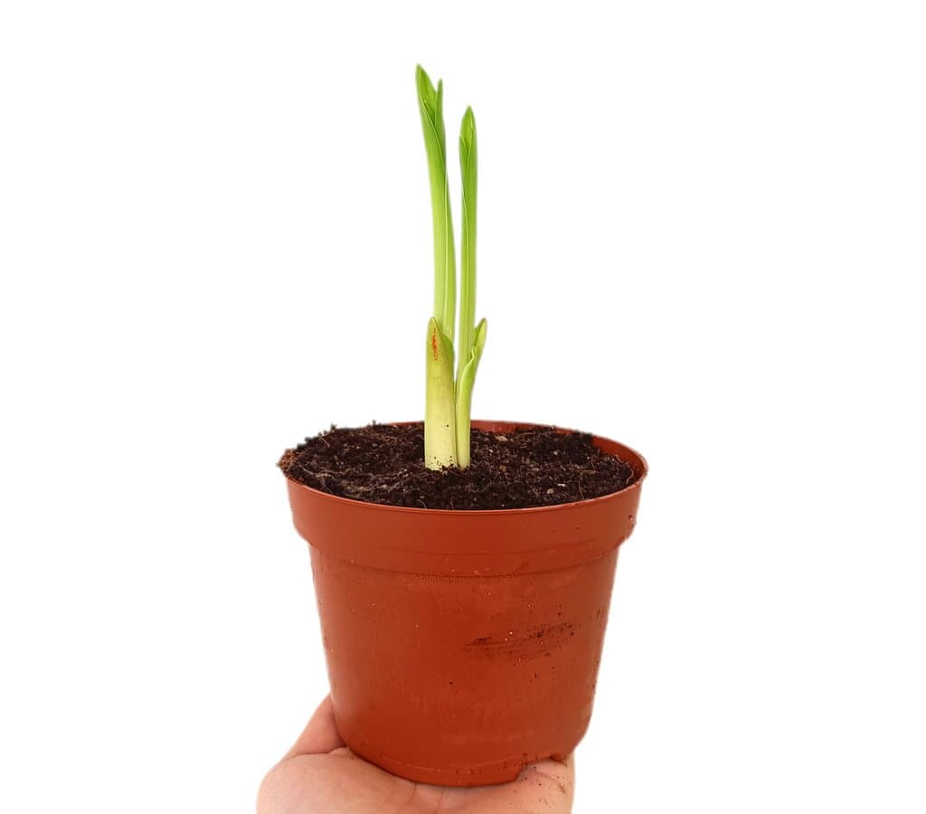 Camassia Leichtlinii M12_0
