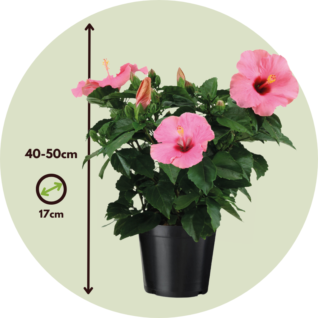Rosa China - Hibiscus Rosa-sinensis - Rosa - Altura 40-50cm - ⌀17cm_2