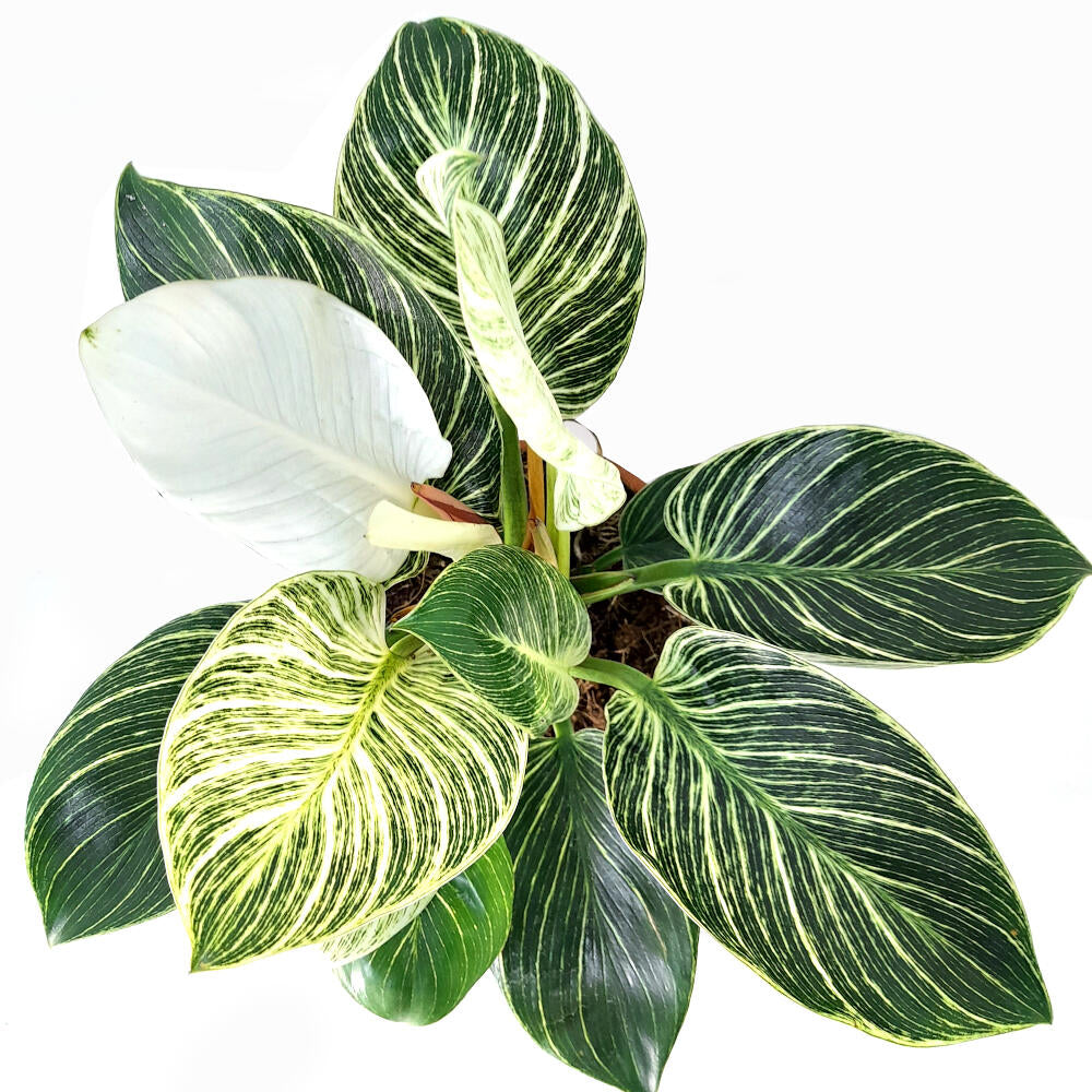 Philodendron White Birkin M17 35cm_1