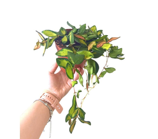 Hoya Variada M12_0