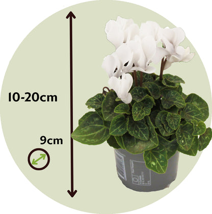 Violeta De Persia - 3 Pzs - Cyclamen Persicum 'metis White' - A10-20cm - ⌀9cm
