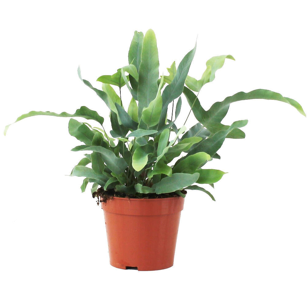 Phlebodium M12 30cm_0