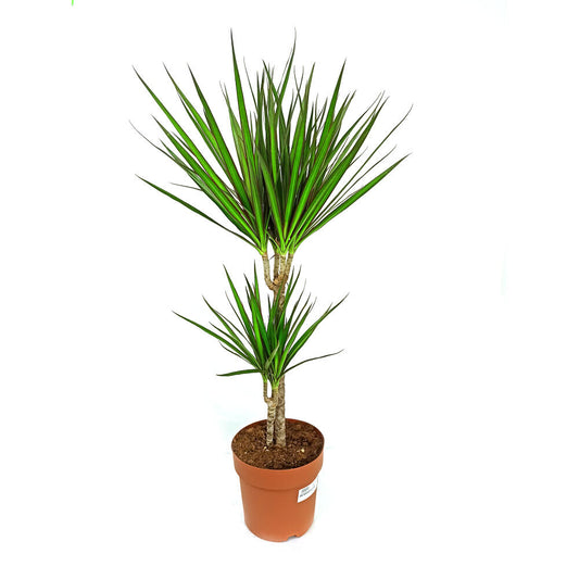 Dracena Marginata 2 Troncos 45-15 M21