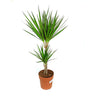 Dracena Marginata 2 Troncos 45-15 M21