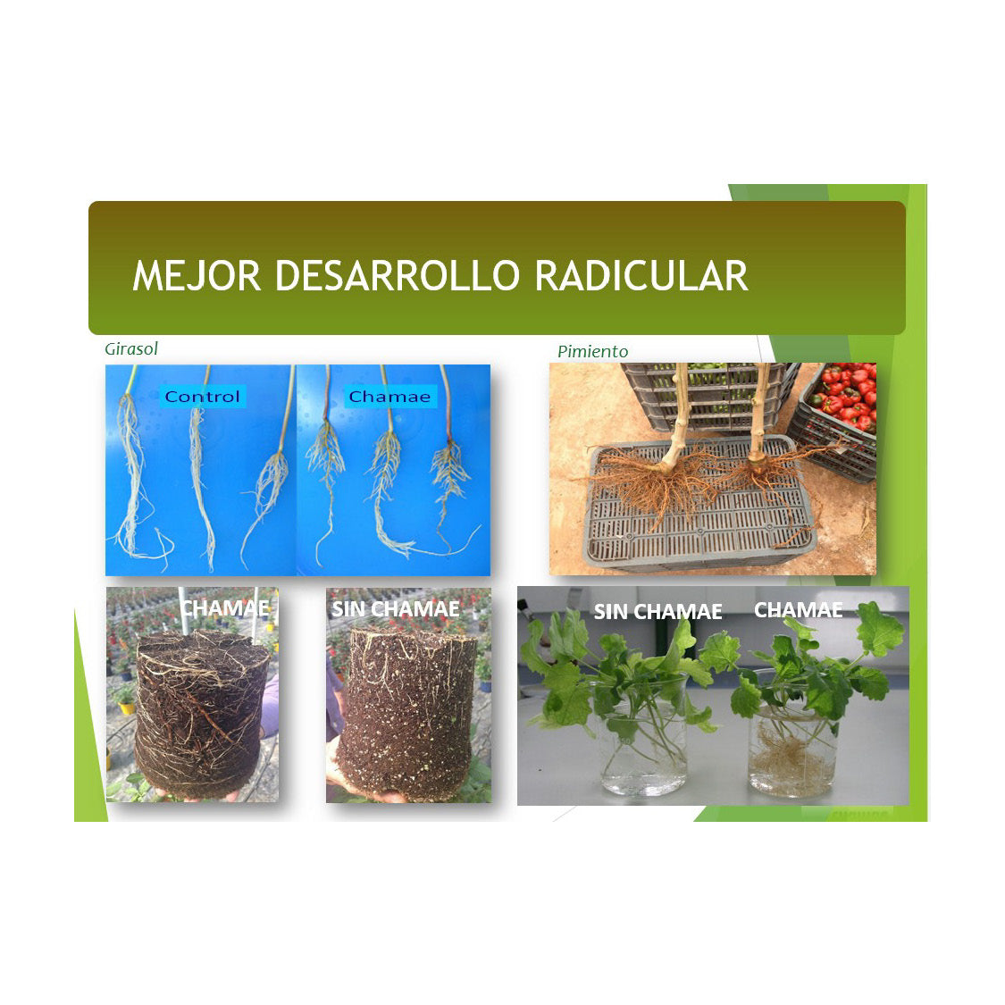 Fertilizante Chamae + Fúlvicos Ecológico 5 Litros, Uso Doméstico.