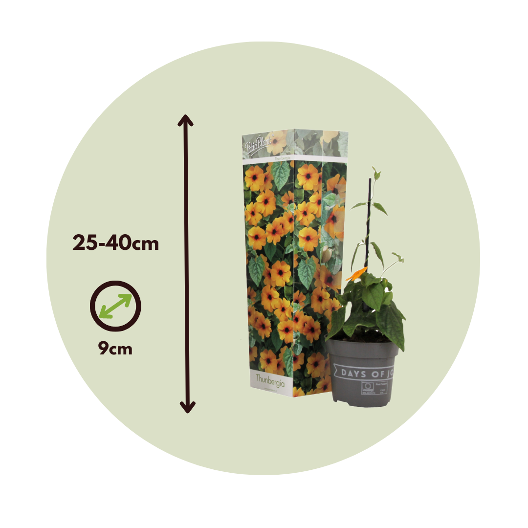 Ojo De Poeta - 3 Pzs - Thunbergia Alata 'new Orange' - Altura 25-40cm - ⌀9cm_2