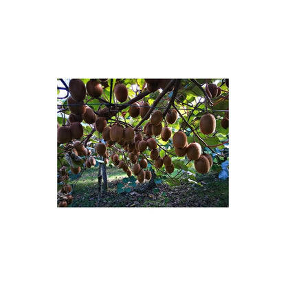 Elaborado de Manzana y Kiwi Ecológica sin azúcares añadidos Ékolo 700 g