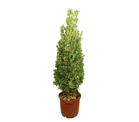 Euonymus Luna M35 160-180cm_0