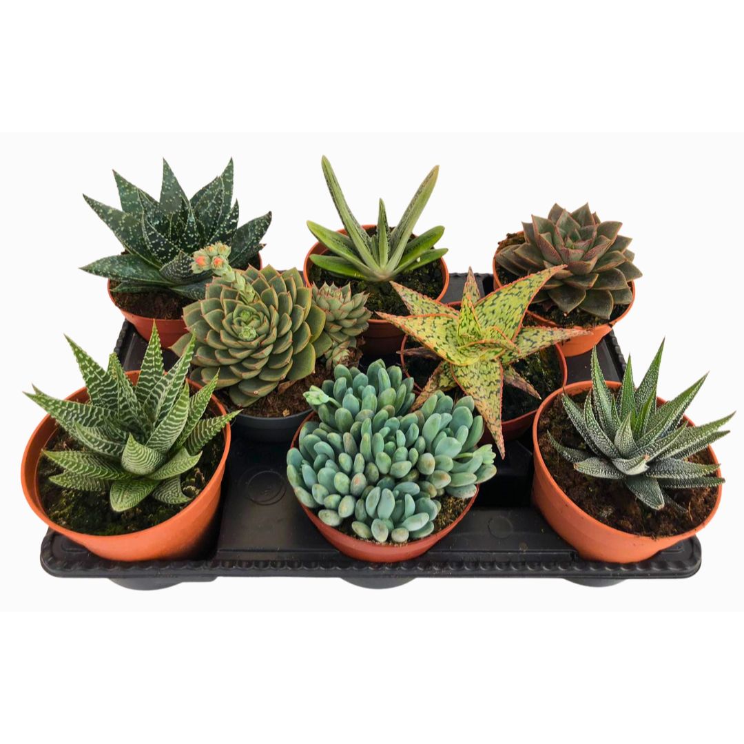 Bandeja De 8 Unidades De Suculentas Variadas De 9cm_0