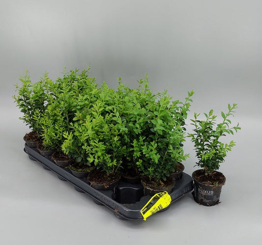 Buxus Arbusto Bola 1 Planta Joven Ø9cm Plantas Para Setos Y Decoración Exterior_0