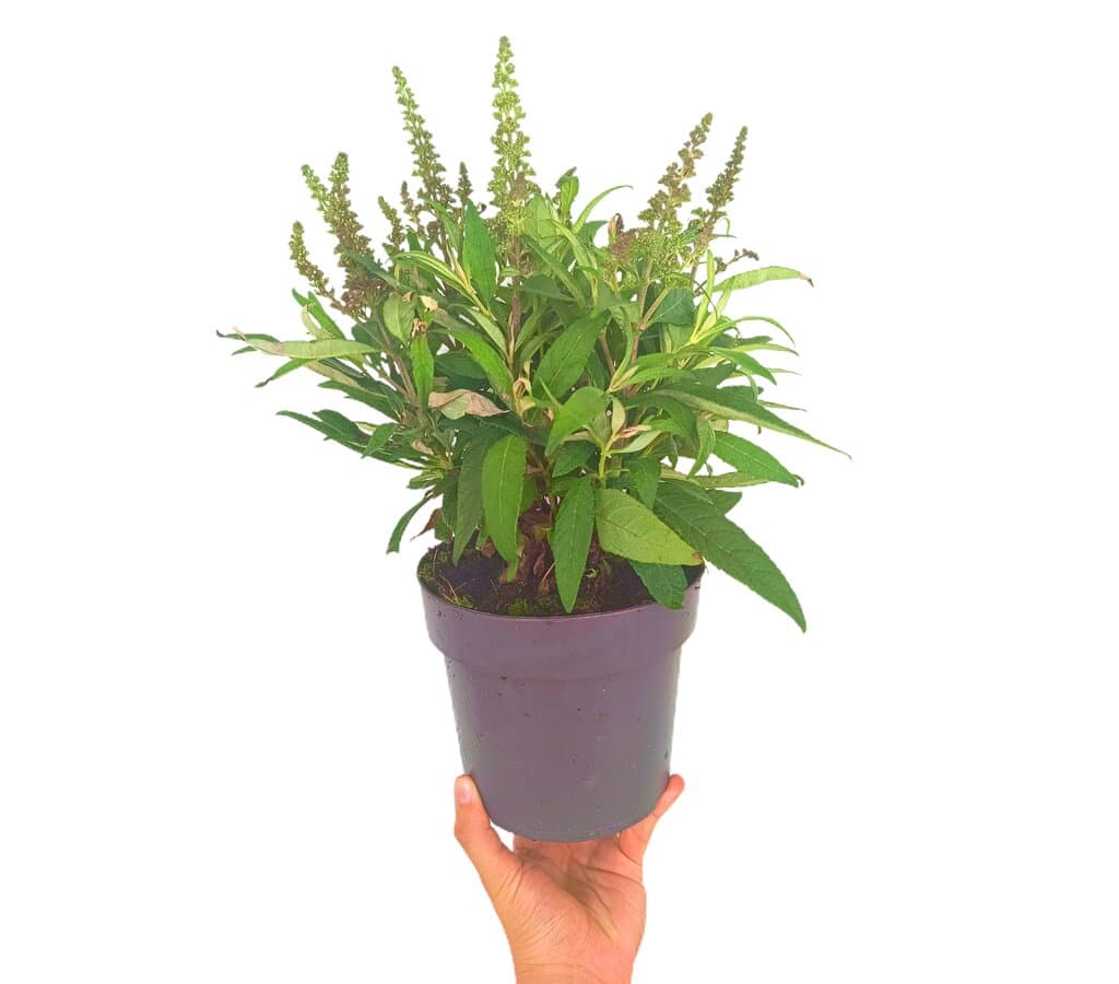 Buddleja Davidii M17_0