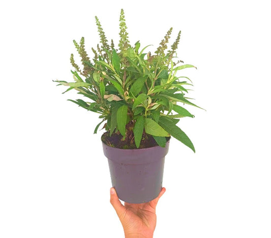 Buddleja Davidii M17_0