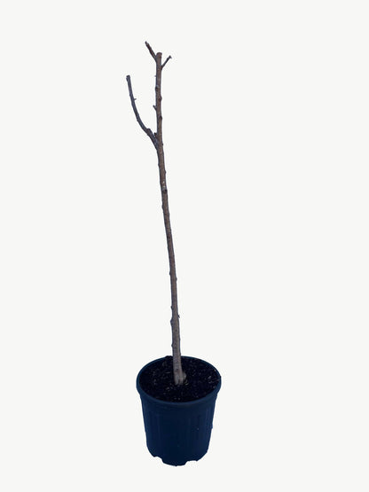 Frutal Melocotonero Amarillo De Agosto - Planta Natural - Maceta 26cm. - Altura Aprox. 120/150_2
