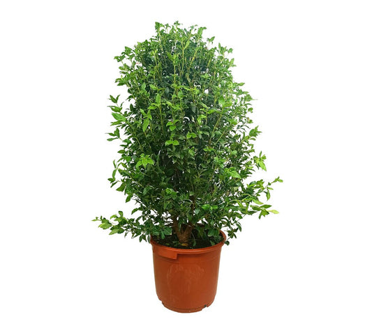 Viburnum Tinus Eve Price M35 140-160cm_0
