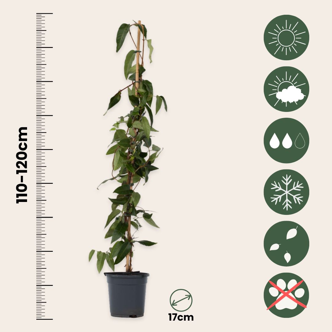 Madreselva - 2 Pzs - Lonicera Henryi 'copper Beauty' - Altura 110-120cm - ⌀17cm