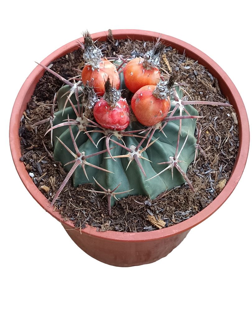 Echinocactus Texensis Planta De Sol Ø20 Cactus Unico_0