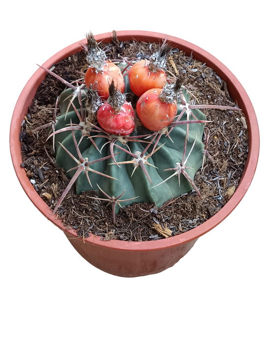 Echinocactus Texensis Planta De Sol Ø20 Cactus Unico_0