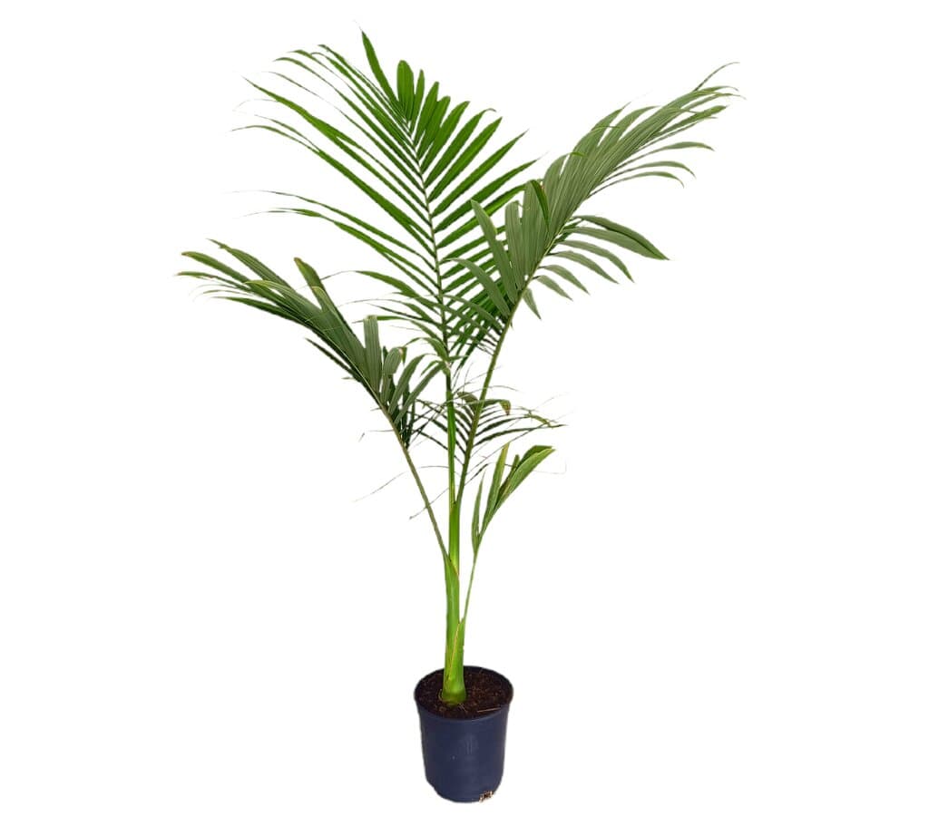 Archontophoenix Alexandrae M19 40-50cm (palmera De Alejandría)_0