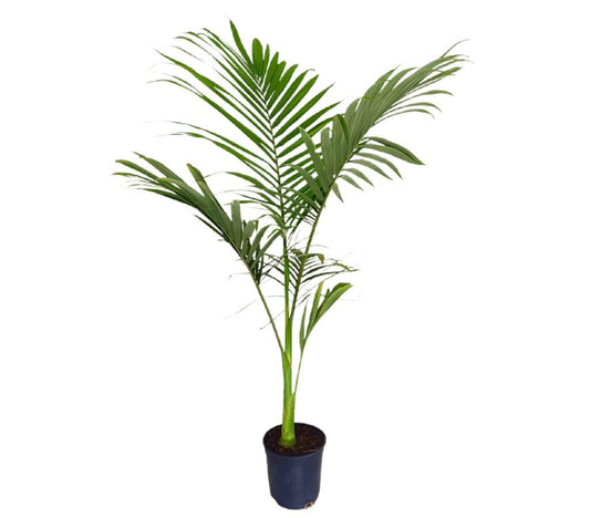 Archontophoenix Alexandrae M19 40-50cm (palmera De Alejandría)_0