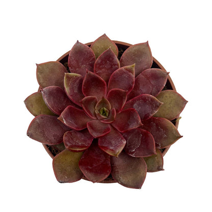 Echeveria Mina Cactus Y Suculentas M8,5 Ø