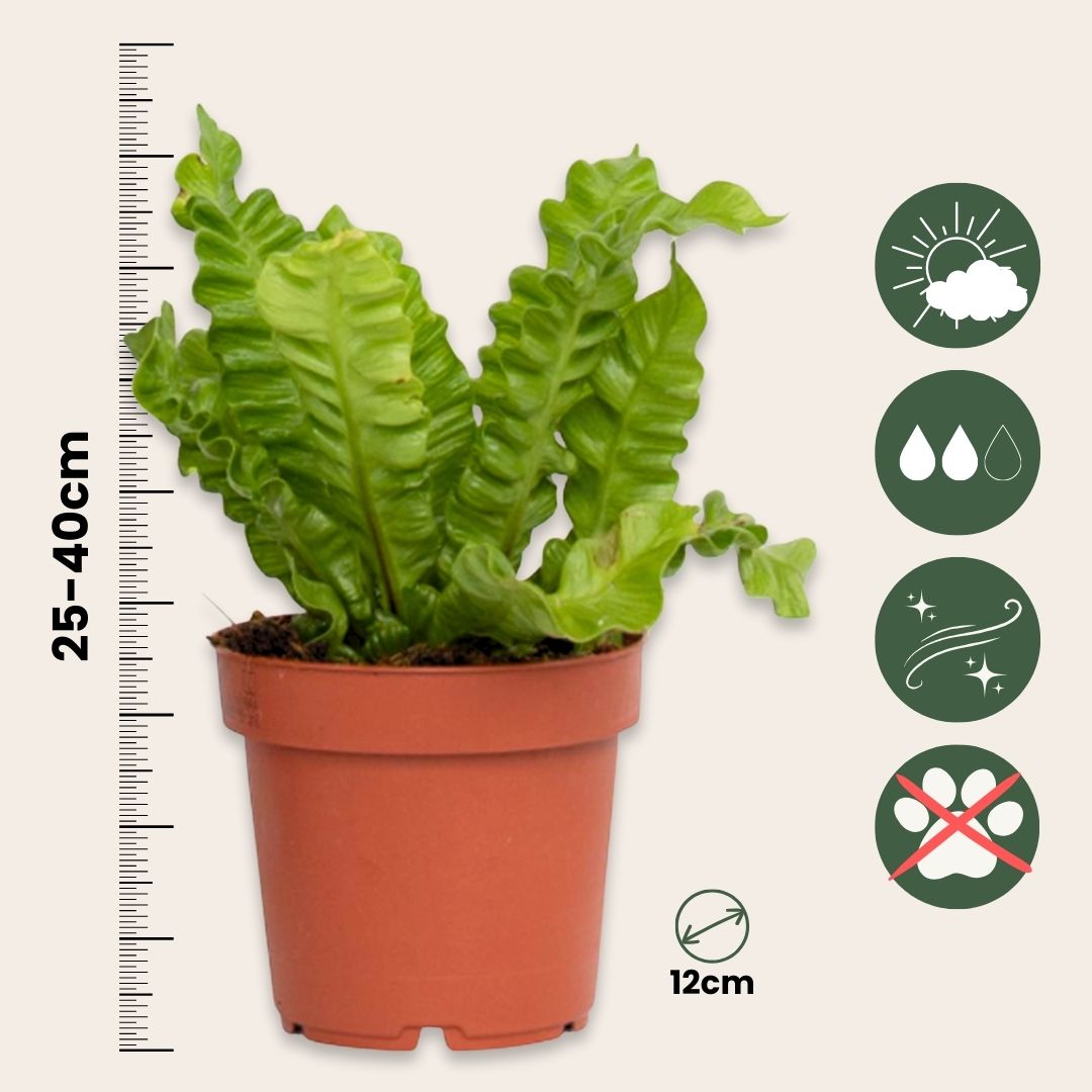 Helecho Nido De Ave - 2 Pzs - Asplenium 'crispy Wave' - Altura 25-40cm - ⌀12cm